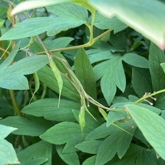 Pink Bleeding Hearts Flower Seeds, plant & grow a Cottage Garden Favorite FreeWP - Picture 5 of 6